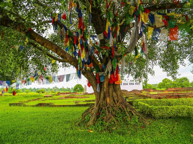 菩提树在佛教中代表什么